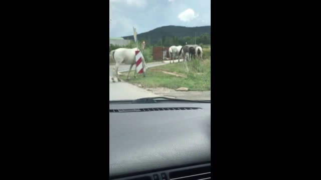 Свободна паша на Бистришко шосе в София