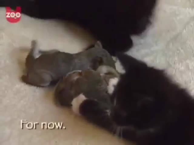 Котка феномен отглежда малки катерички 
