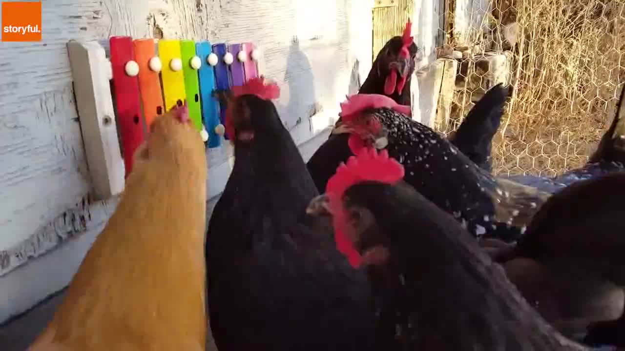 Много Смях Музикални Кокошки