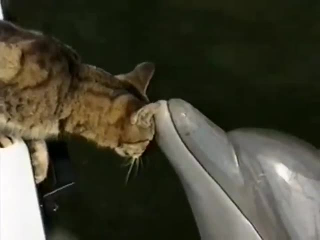 Котка си играе с делфини 