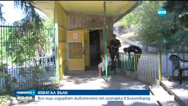 Още търсят вълка, който избяга от зоопарка в Благоевград