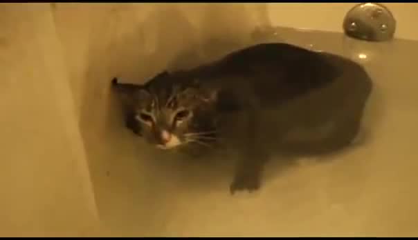 Котка във вана