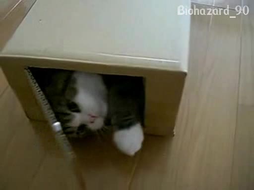 Лудото коте иска да се затвори в кашон за да се скрие