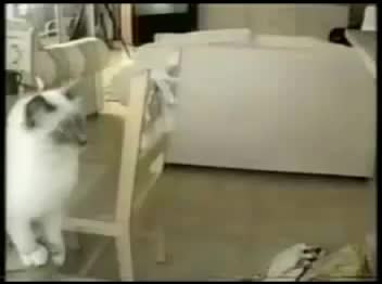 Най - Смешните Котки На Света (компилация) 