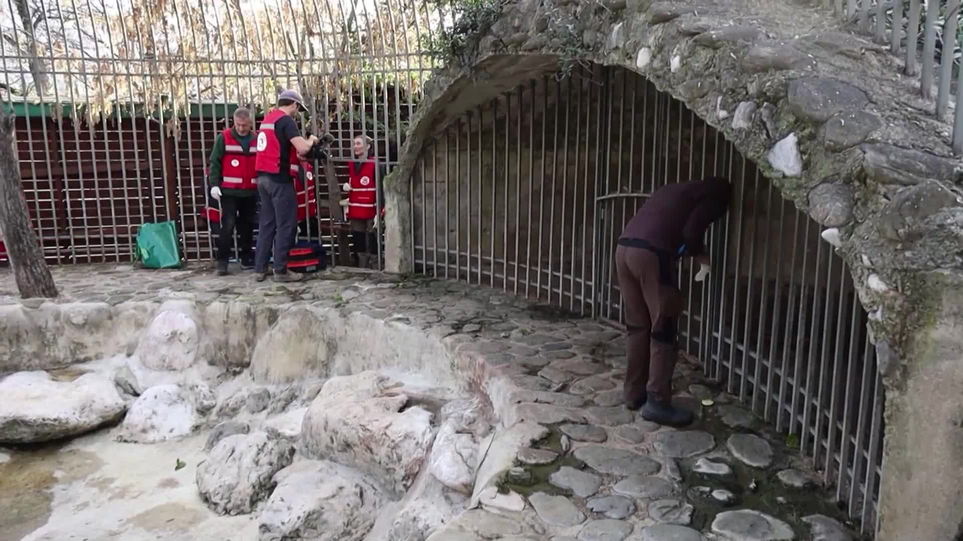 Освободиха последната мечка, държана в плен в албански ресторант (ВИДЕО)