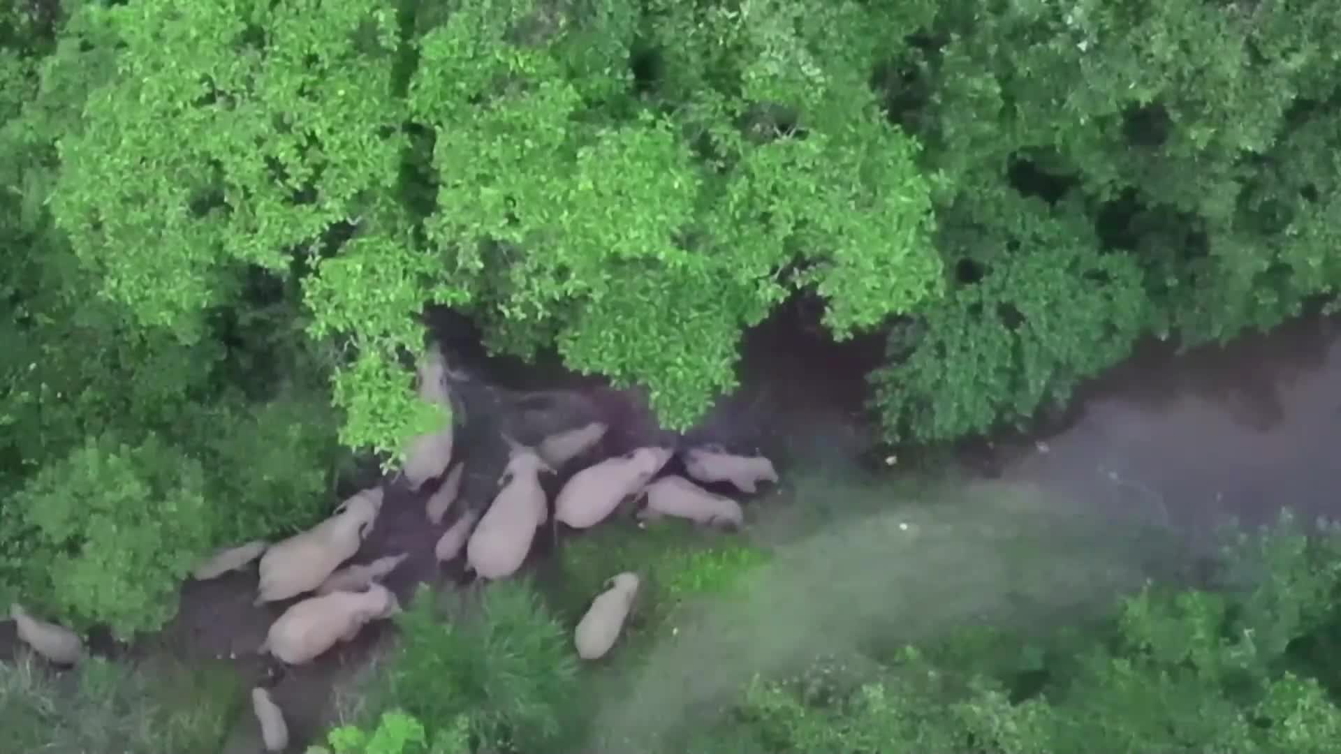 Рядка гледка: Заснеха стадо от 42 азиатски слона (ВИДЕО)
