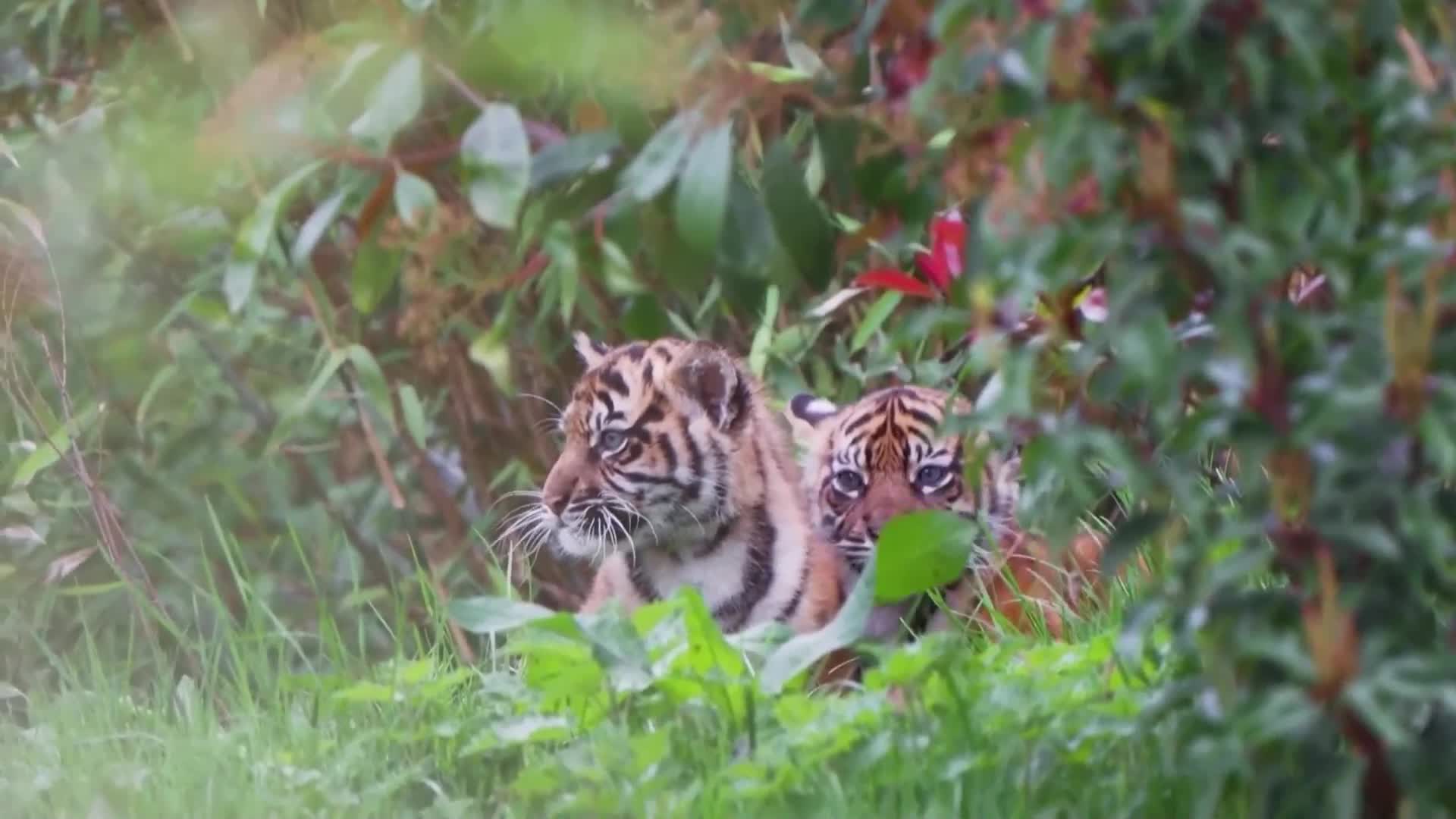 Показаха за пръв път редки суматрански тигърчета