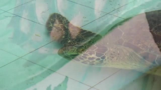 Спасиха 21 костенурки от бракониер на остров Бали