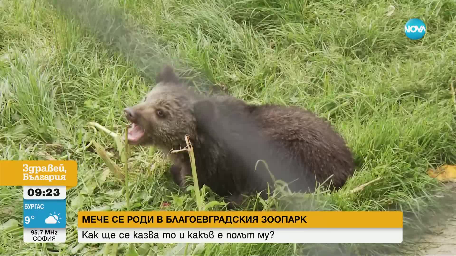 Мече се роди в благоевградския зоопарк