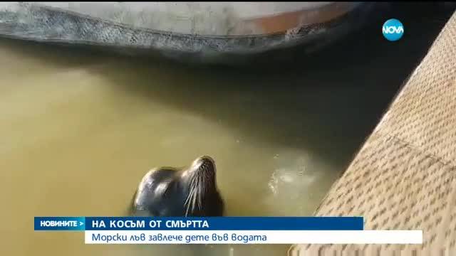 НА КОСЪМ ОТ СМЪРТТА: Морски лъв завлече дете във водата