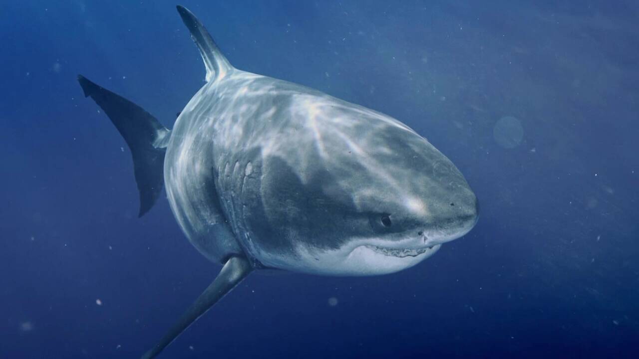 Най-голямата голяма бяла акула в света