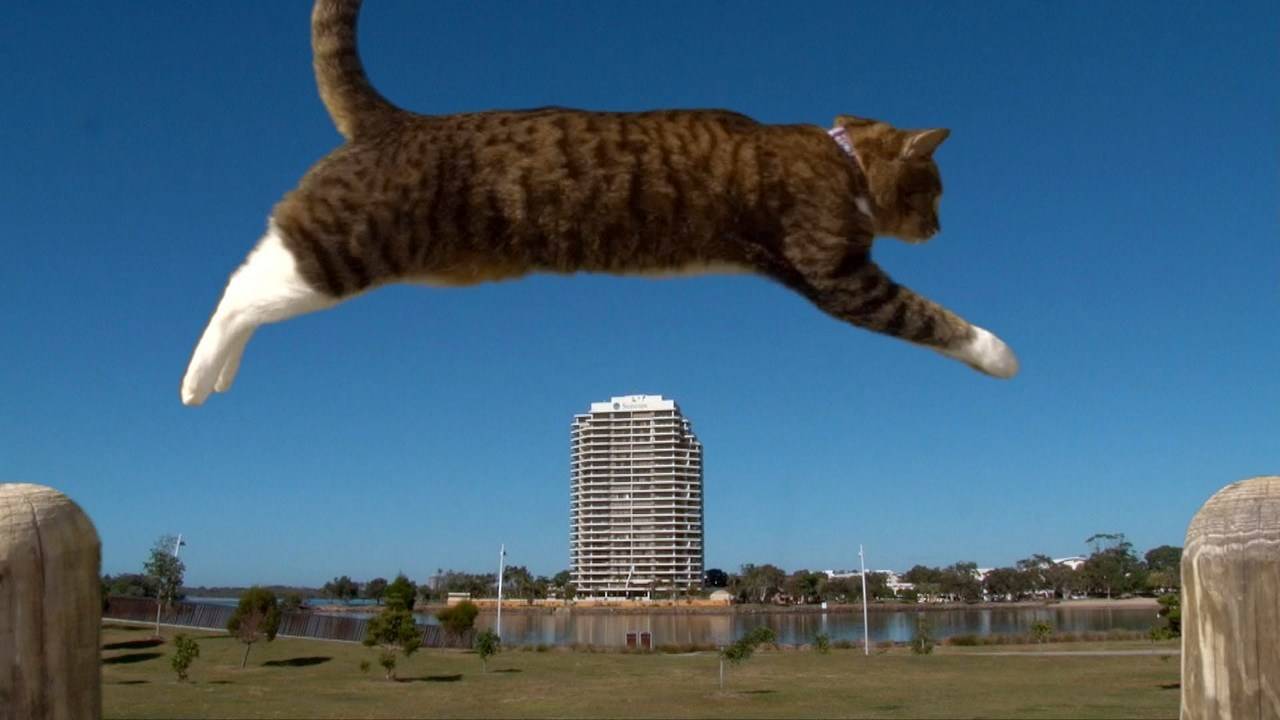 Паркур за котки