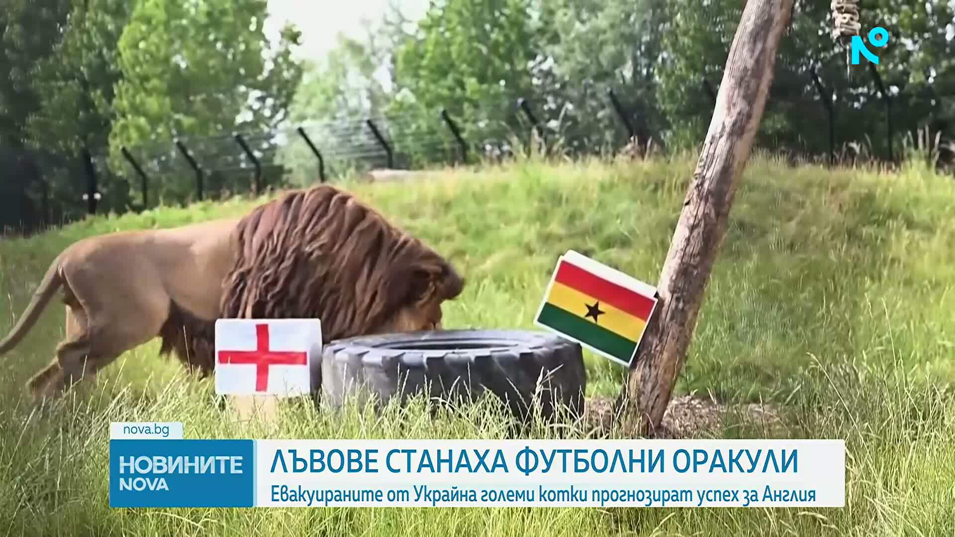 Спасени от Украйна лъвове „предсказват” мачовете на Англия на Мондиала