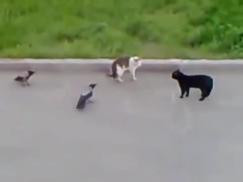 Котка срещу трима врагове