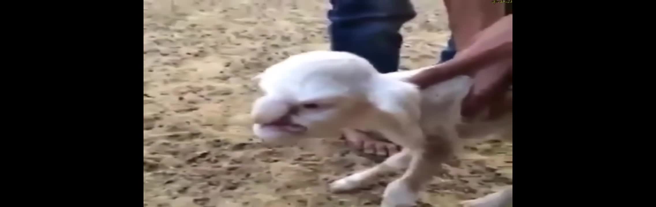 Агънце се роди с човешка глава!