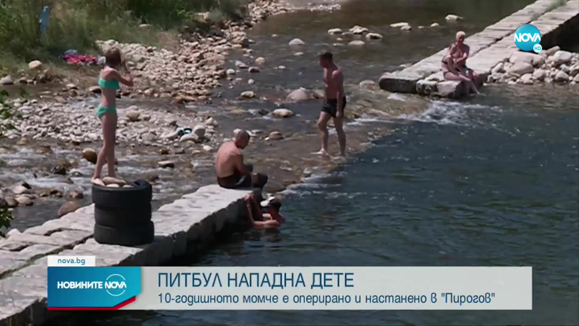 Повдигнаха обвинение на собственика на питбула, нахапал дете в Самоков