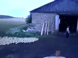 Добре дресирани патици
