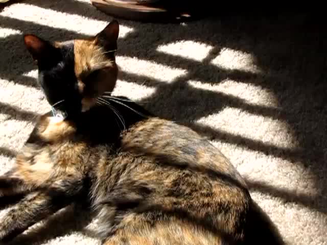 Котка с две лица
