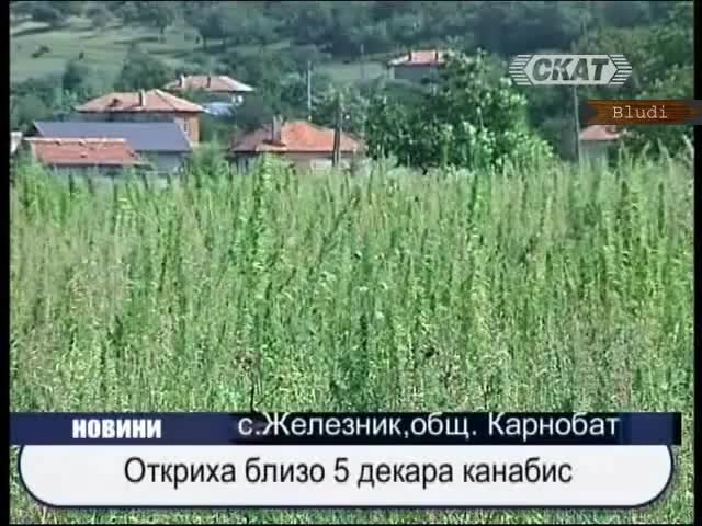 Откриха нива от 5 дка с канабис 