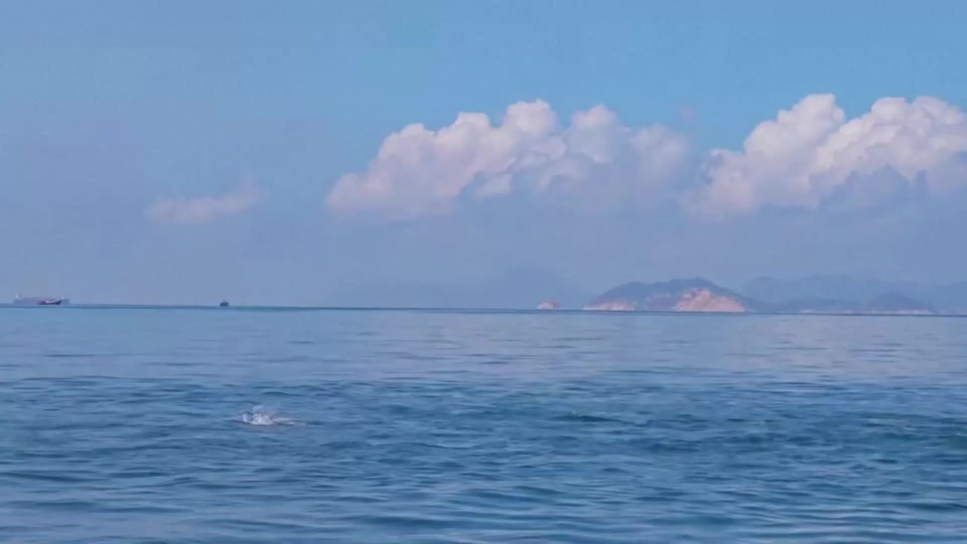 Заснеха стадо редки бели делфини край китайски острови