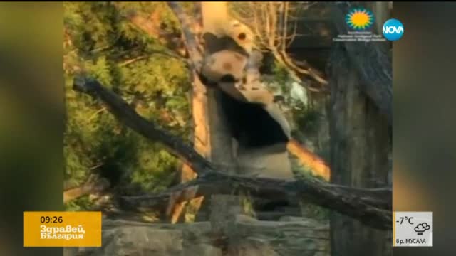 Известното бебе-панда Бей Бей успя да се качи на дърво