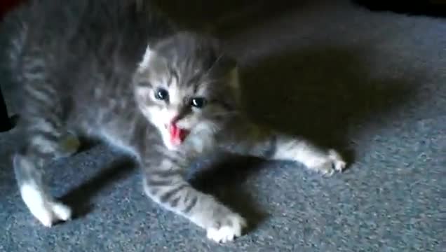 Опасно коте:)