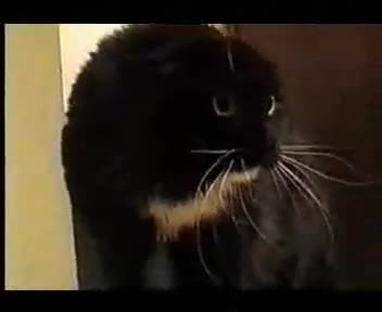 Говореща котка 