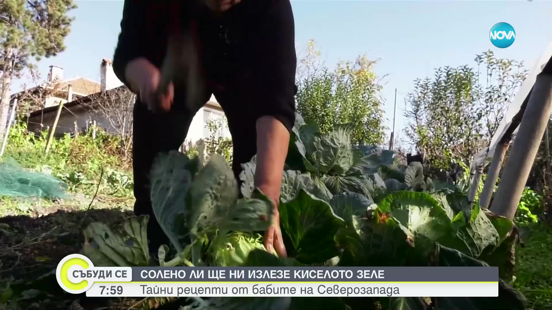 Колко ще ни излезе тази зима приготвянето на киселото зеле
