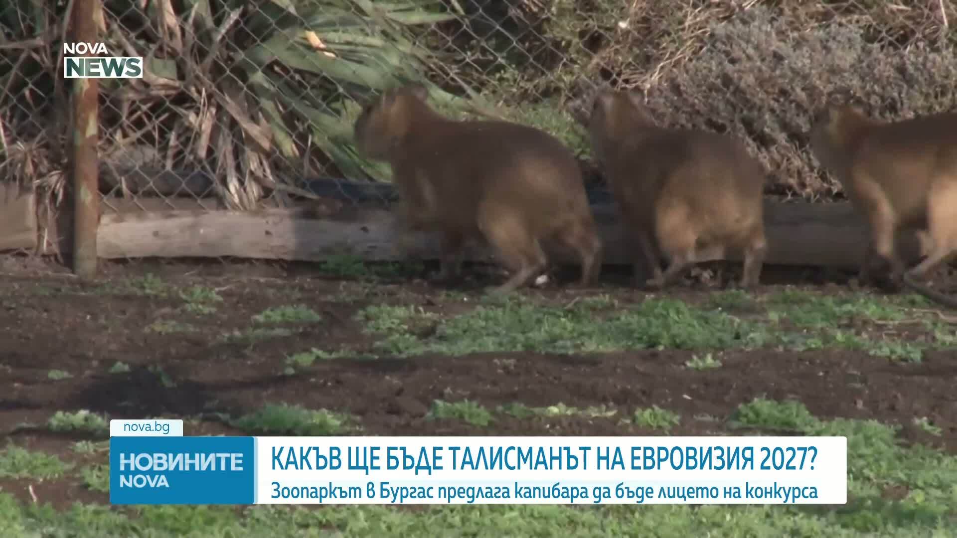 Защо зоопаркът в Бургас предлага капибарата за талисман на „Евровизия 2027”