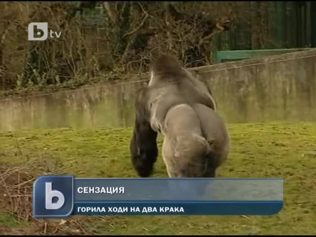 Сензaция! Горила ходи на два крака! 