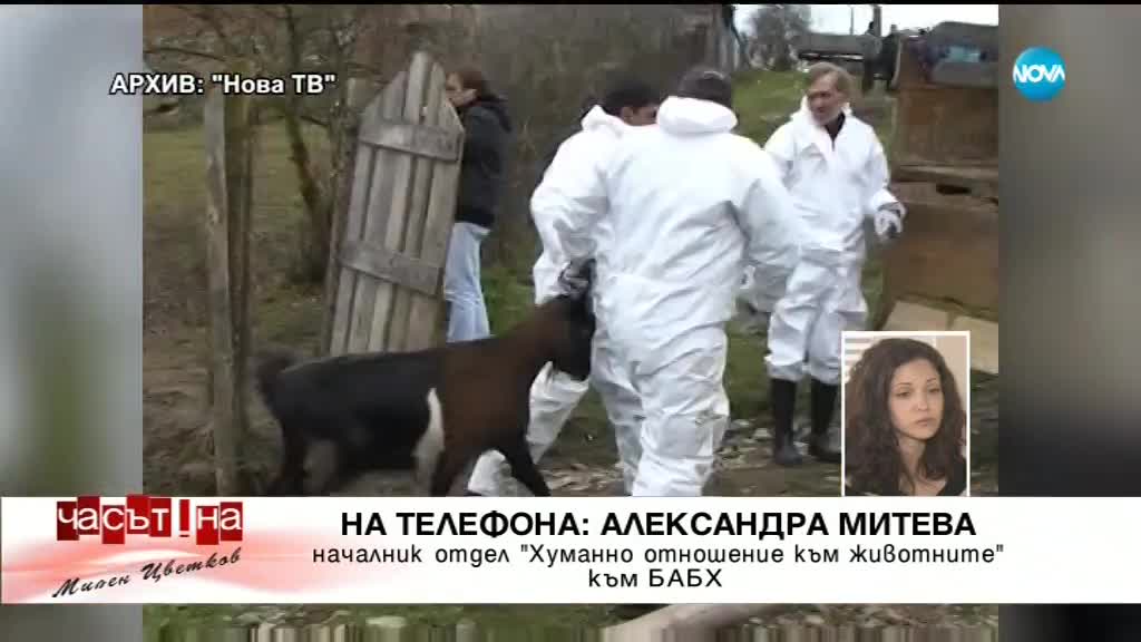 Унищожен ли е традиционният поминък на животновъдите в Странджа?