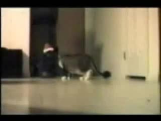 Много смешни котки 