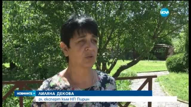 „Пирин” – четвъртият най-красив парк в света