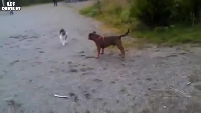 Питбул срещу котка .смях