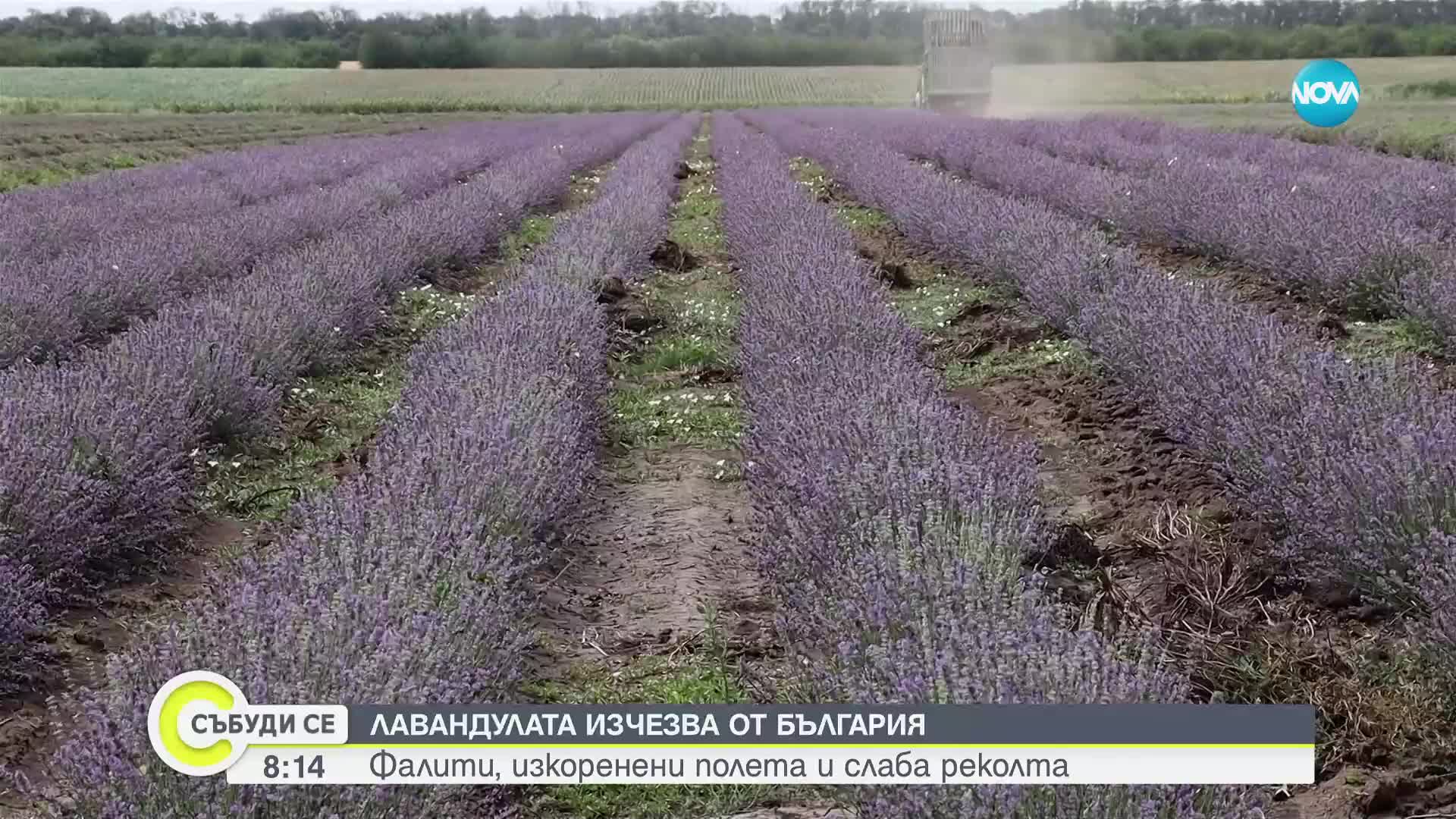 Лавандуловите насаждения у нас са намалели наполовина