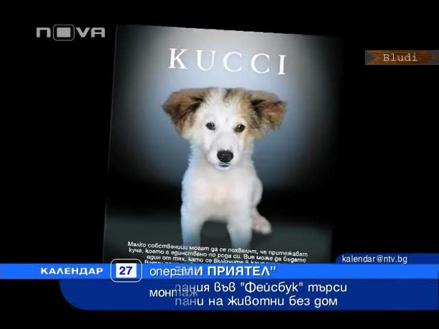 Изверги отрязоха крака на кученце на 2 месеца в Пловдив 