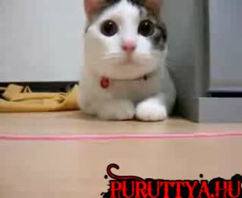 Хаус Котка