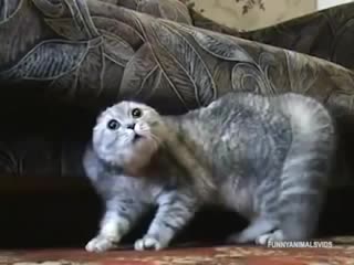 Супер смях - Ядосани котки