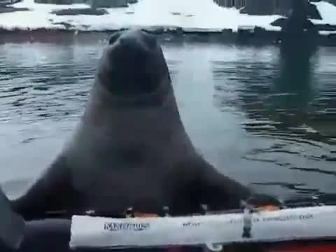 Необичаен крадец на лодки