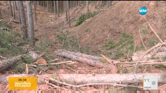Сезират прокуратурата за незаконна сеч в огромни размери