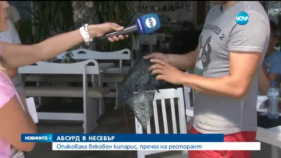 Вековен кипарис, опакован в найлон