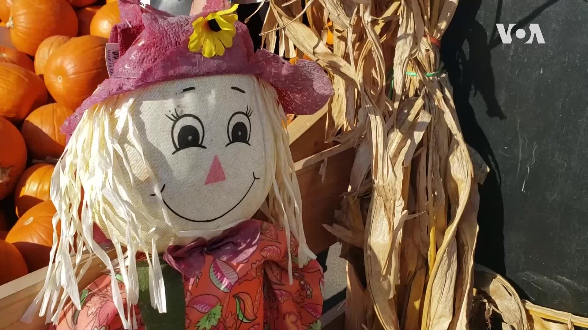 Pumpkin Patch
