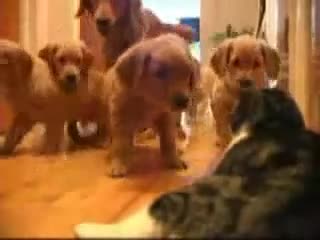 Малки кученца се плашат от коте :)