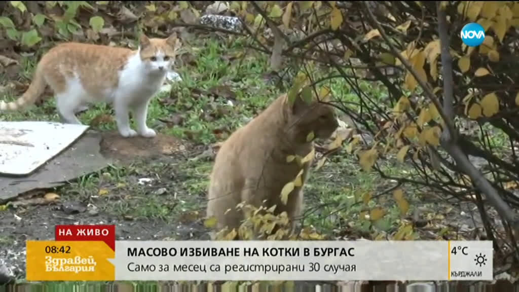 Защитници на животните алармират за масово избиване на котки в Бургас