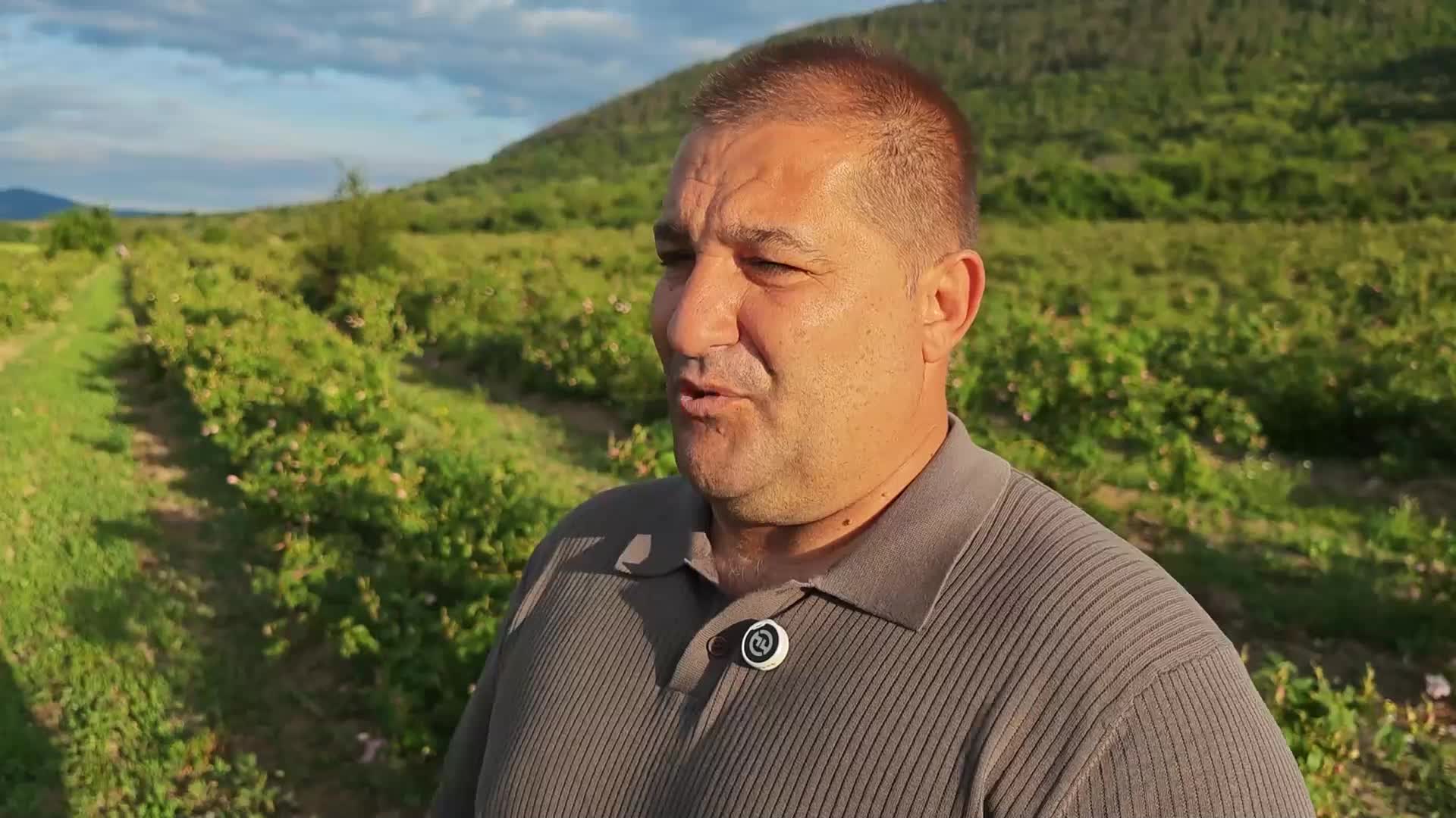 Розоберът в Казанлъшко започва трудно заради измръзвания и ниски изкупни цени