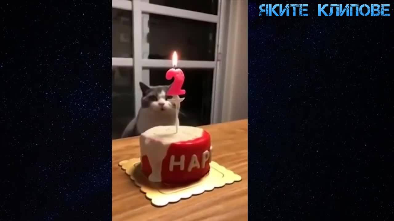 Луди изцепки - Яките клипове