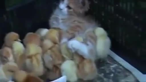 Малки Пиленца Си Мислят, Че Котката Им е Майка