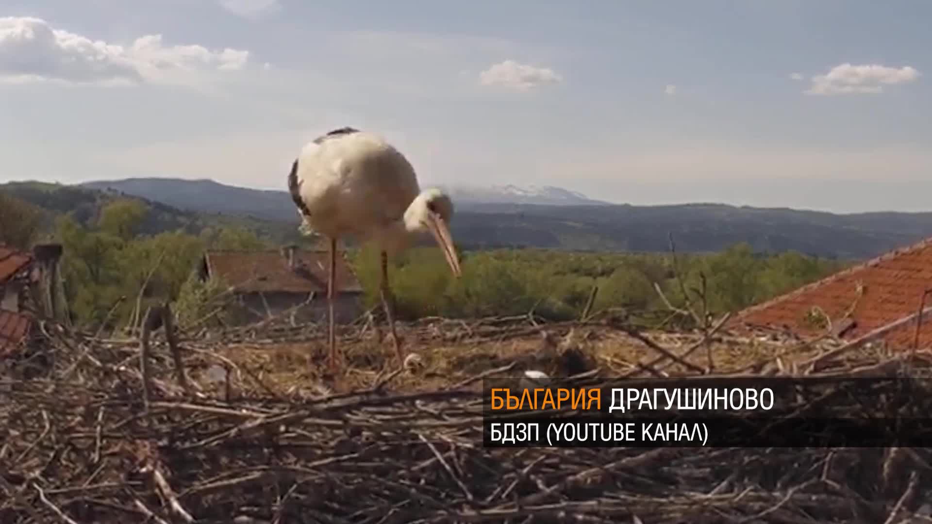 Две щъркелчета се излюпиха в Драгушиново