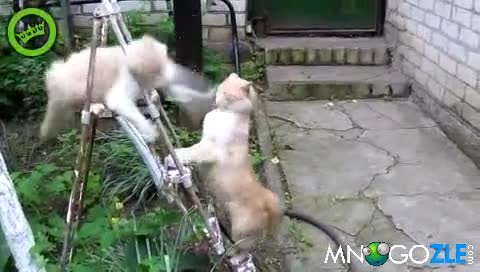 Котка прави 100 удара в секунда xd