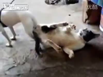Такова нещо не сте виждали